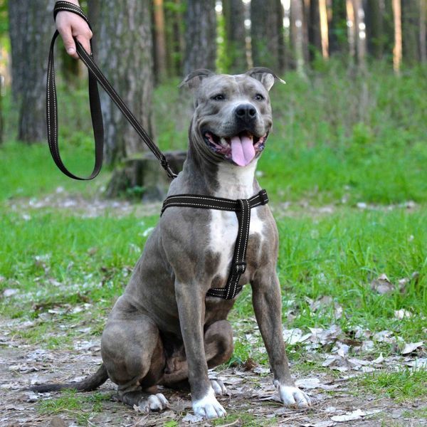 Шлей для Собак BronzeDog Active Нейлонова зі Світловідбиттям Чорна 70/1301/T 70/1301/T фото